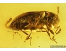 Probably Rare Fungus Beetle Endomychidae with Mites Acari and More. Fossil inclusions in Baltic amber #14773