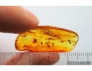 Probably Rare Fungus Beetle Endomychidae with Mites Acari and More. Fossil inclusions in Baltic amber #14773