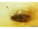 Rare featherwing beetle Staphylinoidea: Ptiliidae and Moth Lepidoptera. Fossil inclusions Ukrainian Rovno amber #14774R