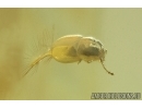 Rare featherwing beetle Staphylinoidea: Ptiliidae and Moth Lepidoptera. Fossil inclusions Ukrainian Rovno amber #14774R
