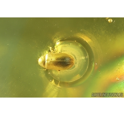 Spider Beetle Ptinidae Petalium and Leaf. Fossil inclusions in Baltic amber #14776