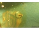 Spider Beetle Ptinidae Petalium and Leaf. Fossil inclusions in Baltic amber #14776