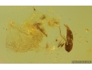 Spider Beetle Ptinidae Petalium and Leaf. Fossil inclusions in Baltic amber #14776