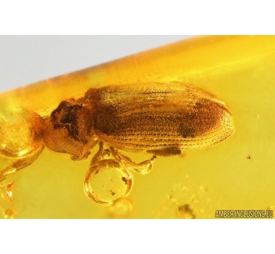 Spider Beetle, Ptinidae, Anobiinae. Fossil insect in Baltic amber #14778