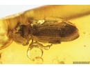 Spider Beetle, Ptinidae, Anobiinae. Fossil insect in Baltic amber #14778