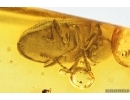 Spider Beetle, Ptinidae, Anobiinae. Fossil insect in Baltic amber #14778