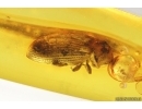 Spider Beetle, Ptinidae, Anobiinae. Fossil insect in Baltic amber #14778