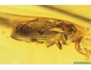 Spider Beetle, Ptinidae, Anobiinae. Fossil insect in Baltic amber #14778