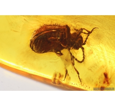 Spider Beetle Ptinidae Ptinini. Fossil insect in Baltic amber #14779