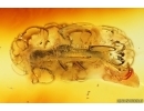 Checkered beetle Cleridae ?Tilinae, Crane Fly Limoniidae, Spider and Aphid. Fossil inclusions Baltic amber #14781