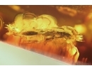 Checkered beetle Cleridae ?Tilinae, Crane Fly Limoniidae, Spider and Aphid. Fossil inclusions Baltic amber #14781
