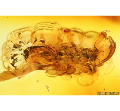 Checkered beetle Cleridae ?Tilinae, Crane Fly Limoniidae, Spider and Aphid. Fossil inclusions Baltic amber #14781
