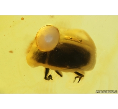 Rare Clown Beetle Histeridae, Spider Web and More. Fossil inclusions in Baltic amber #14782