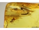 Rare Clown Beetle Histeridae, Spider Web and More. Fossil inclusions in Baltic amber #14782