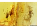 Rare Clown Beetle Histeridae, Spider Web and More. Fossil inclusions in Baltic amber #14782
