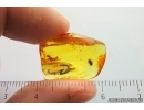 Rare Clown Beetle Histeridae, Spider Web and More. Fossil inclusions in Baltic amber #14782