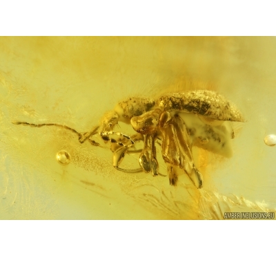 Ant-Like Stone Beetle Staphylinidae Scydmaeninae Clidicini. Fossil inclusion Baltic amber #14783