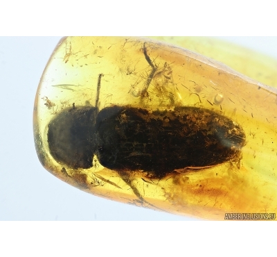 False Click Beetle, Elateroidea. Fossil insect in Baltic amber #14784