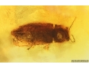 Very Rare Jewel Beetle Buprestidae ?Anthaxia/Phaenops. Fossil insect in Baltic amber #14785
