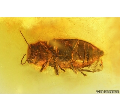 Very Rare Jewel Beetle Buprestidae ?Anthaxia/Phaenops. Fossil insect in Baltic amber #14785