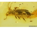 Rare Silvanid Flat Bark Beetle Silvanidae Silvaninae. Fossil insect Baltic amber #14786