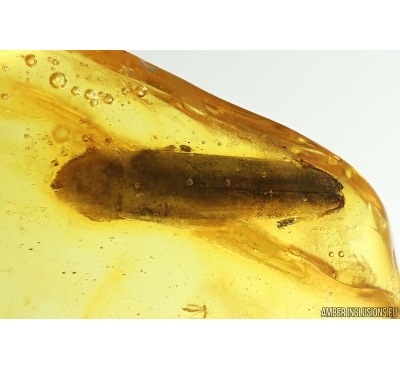 Rare Big 10mm False darkling beetle Melandryidae Serropalpus and More. Fossil insects in Baltic amber #14787