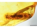 Rare Big 10mm False darkling beetle Melandryidae Serropalpus and More. Fossil insects in Baltic amber #14787