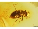 Extremely Rare Water Riffle Beetle Elmidae ?Heterelmis. Fossil inclusion in Baltic amber #14798