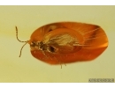 Parasitic Wasp, Probably Ceraphronidae. Fossil insect Baltic amber #14801