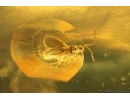 Parasitic Wasp, Probably Ceraphronidae. Fossil insect Baltic amber #14801