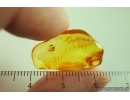 Parasitic Wasp, Probably Ceraphronidae. Fossil insect Baltic amber #14801
