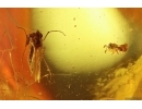 Wasp Hymenoptera Scelionidae and More. Fossil inclusions Baltic amber #14803