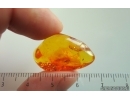 Wasp Hymenoptera Scelionidae and More. Fossil inclusions Baltic amber #14803