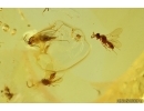 3 Wasps Hymenoptera, 2 Long-legged flies Dolichopodidae and Mites Acari. Fossil insects Baltic amber #14805