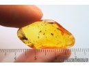 3 Wasps Hymenoptera, 2 Long-legged flies Dolichopodidae and Mites Acari. Fossil insects Baltic amber #14805