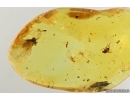3 Wasps Hymenoptera, 2 Long-legged flies Dolichopodidae and Mites Acari. Fossil insects Baltic amber #14805