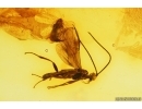 Wasp Hymenoptera Braconidae, Whitefly Aleyrodidae and More. Fossil inclusions Baltic amber #14807