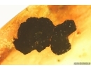Wasp Hymenoptera Braconidae, Whitefly Aleyrodidae and More. Fossil inclusions Baltic amber #14807