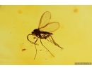 Wasp Hymenoptera Braconidae, Whitefly Aleyrodidae and More. Fossil inclusions Baltic amber #14807
