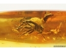Wasp Hymenoptera Braconidae, Whitefly Aleyrodidae and More. Fossil inclusions Baltic amber #14807