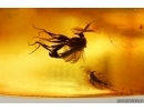 Wasp Hymenoptera Braconidae, Whitefly Aleyrodidae and More. Fossil inclusions Baltic amber #14807