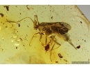 Nice Ichneumon Wasp Ichneumonidae and More. Fossil insects Ukrainian Rovno amber #14811R