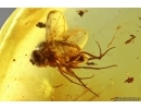 Nice Ichneumon Wasp Ichneumonidae and More. Fossil insects Ukrainian Rovno amber #14811R