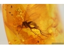 Chalcid Wasp Chalcidoidea and More. Fossil insects in Baltic amber #14812