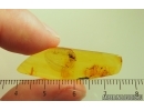 Hymenoptera Braconidae Wasp. Fossil inclusion Baltic amber #14814