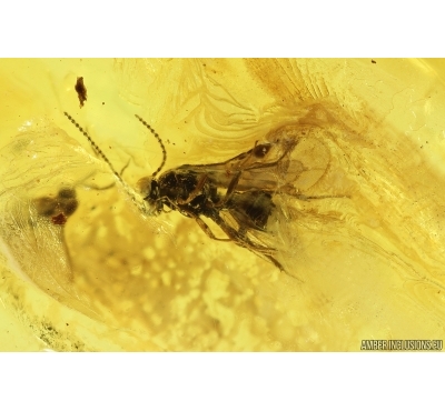 Hymenoptera Braconidae Wasp and More. Fossil inclusions Baltic amber #14815