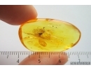 Hymenoptera Braconidae Wasp and More. Fossil inclusions Baltic amber #14815