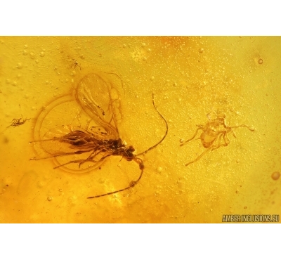 Proctotrupid Wasp Diapriidae and Mite Acari. Fossil insects in Baltic amber #14816