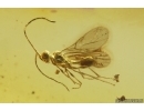 Proctotrupid Wasp Diapriidae. Fossil insect in Baltic amber #14817