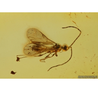 Proctotrupid Wasp Diapriidae. Fossil insect in Baltic amber #14817